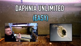 How I Raise Daphnia Water Fleas And You Can Too [upl. by Arabrab]