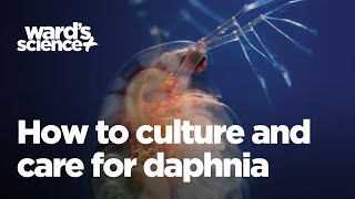 Caring and Culturing for Daphnia [upl. by Soph]