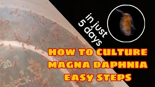 How to Culture Magna Daphnia Easily [upl. by Lilla]