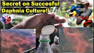 How to Culture Daphnia Successfully [upl. by Akkire]