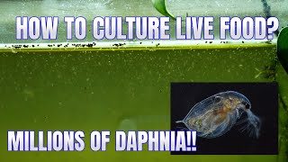 How to Culture Daphnia Secret Method to Breed MILLIONS  Simply Aquatic [upl. by Eelitan]