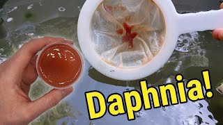 How I Culture Daphnia In Outdoor Tubs [upl. by Columbyne]