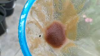 How to culture daphnia moina in a small container Part 1 English Subtitle [upl. by Hazlett]