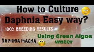 Daphnia MagnaHow to Culture Daphnia Easy wayCulturing Daphnia using Green water Daphnia [upl. by Haeckel792]