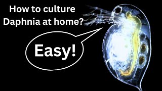 BEST Live Fish Food Beginner guide How to Culture Daphnia at home [upl. by Kayle252]