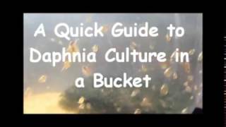 How to culture daphnia outside [upl. by Htebazile]