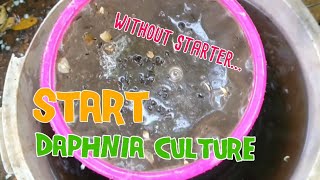 How to culture daphnia moina the easy way 1  Starting the Daphnia culture [upl. by Aihsekat]