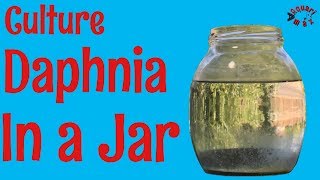 How to Culture Daphnia in a Jar [upl. by Pierre]