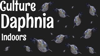 How to Culture Daphnia [upl. by Columba]