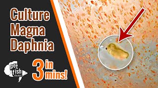 How to culture DAPHNIA MAGNA  The easy way [upl. by Ayela]