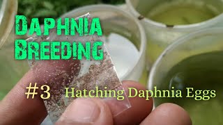 Daphnia Culture made simple and easy 3  Hatching Daphnia eggs [upl. by Montagna]