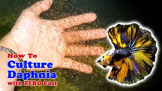 How to Culture Daphnia with ZERO Cost  Unlimited Live Food For Our Fish [upl. by Aiciled64]