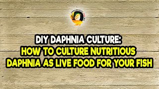 DIY Daphnia Culture How to Culture Nutritious Daphnia as Live Food for Your Fish [upl. by Doowle417]