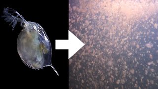 How I Culture Daphnia [upl. by Amaerd291]