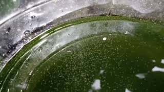 DAPHNIA MOINA CULTURE IN A SMALL BUCKET [upl. by Annaes39]