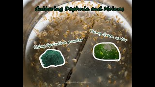 How To Culture Daphnia and Moinas using Green Water Spirulina powder [upl. by Aurelia]