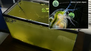 Raising Daphnia for the Freshwater Aquarium [upl. by Grath]