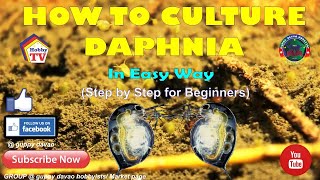 HOW TO CULTURE DAPHNIA In Easy Way [upl. by Cotsen143]